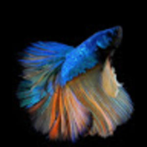 Meet your Posher, Wee